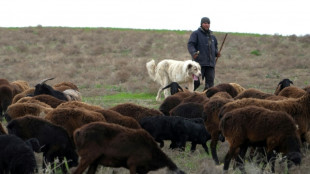 Le mouton géant du Tadjikistan, allié de l'environnement