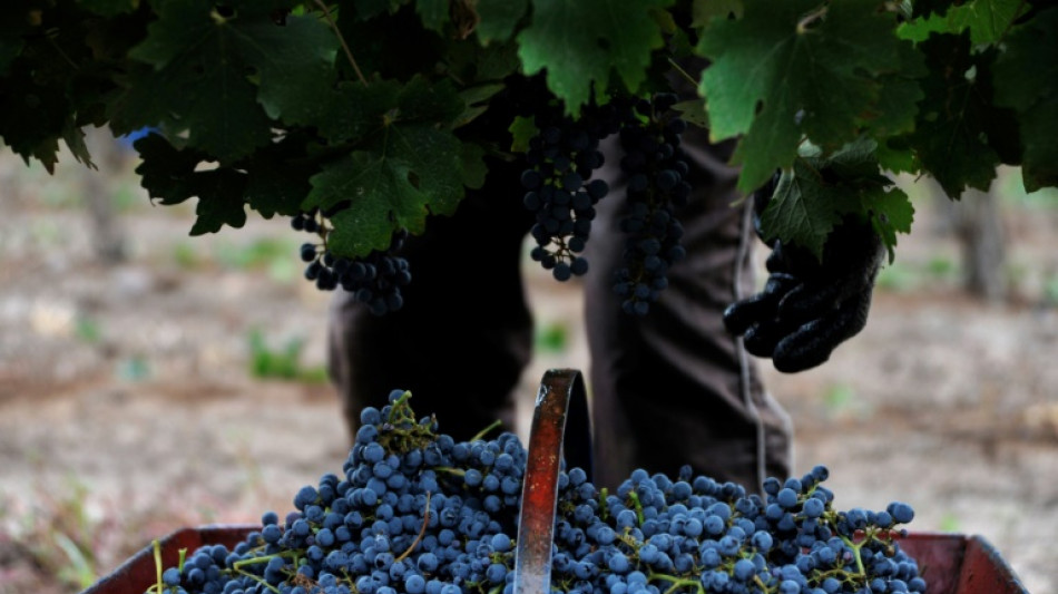 El clima pone en jaque la vendimia en Argentina, la peor en 30 a&ntilde;os