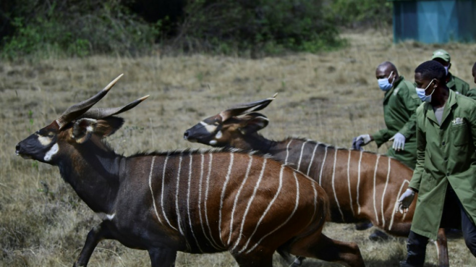 Au Kenya, les bongos de montagne de retour dans leur milieu naturel 