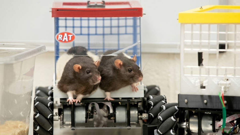 Musique: les rats aussi r&eacute;agissent &agrave; un bon tempo, r&eacute;v&egrave;le une &eacute;tude japonaise