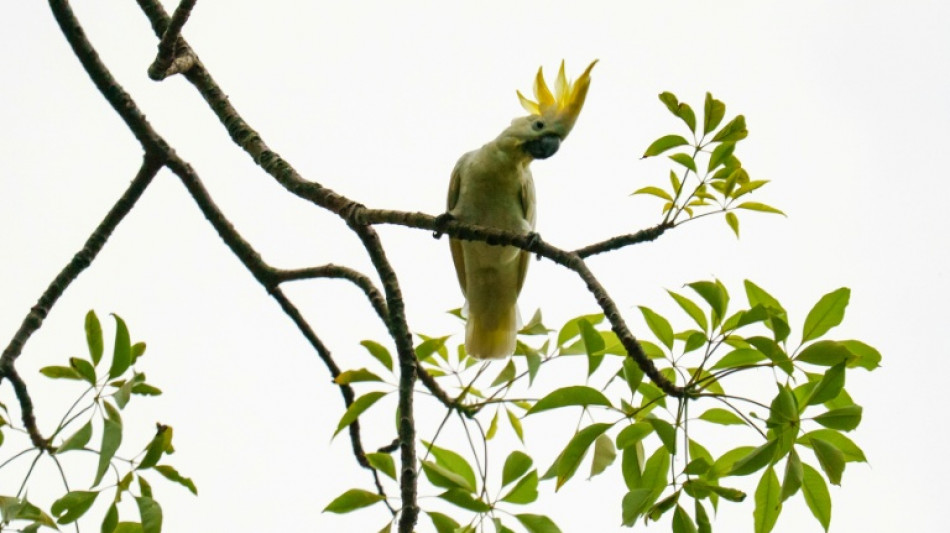 Nidos artificiales en Hong Kong para salvar a sus amenazadas cacat&uacute;as