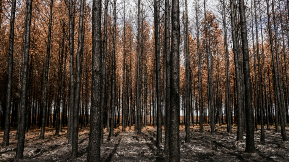 Après les incendies, le devenir incertain du bois brûlé