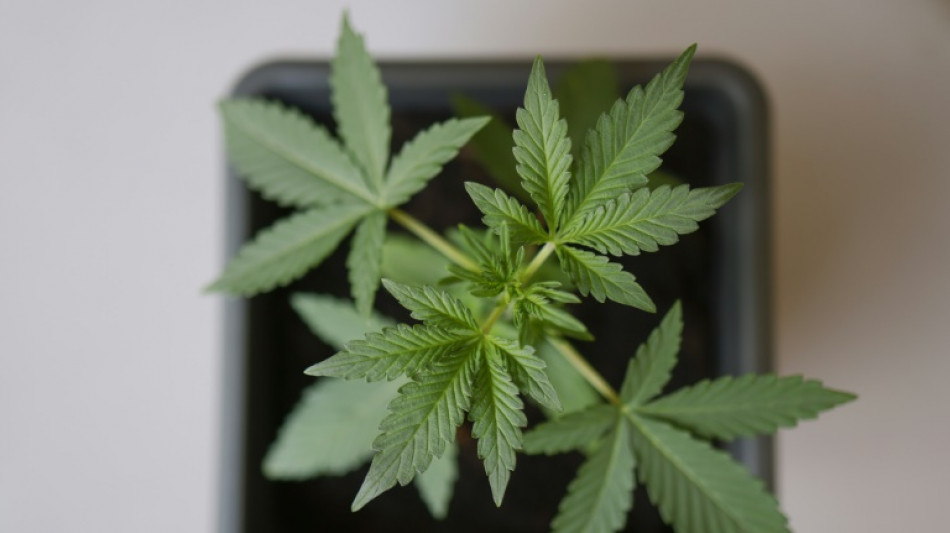 Ermittler entdecken in NRW zwei gro&szlig;e Cannabisplantagen - eine Festnahme