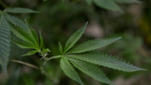 Blienert fordert im Zuge von Cannabis-Legalisierung mehr Mittel für Prävention