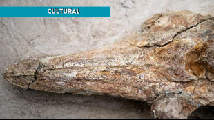 In Per&ugrave; scoperto fossile delfino vissuto 12 milioni di anni fa