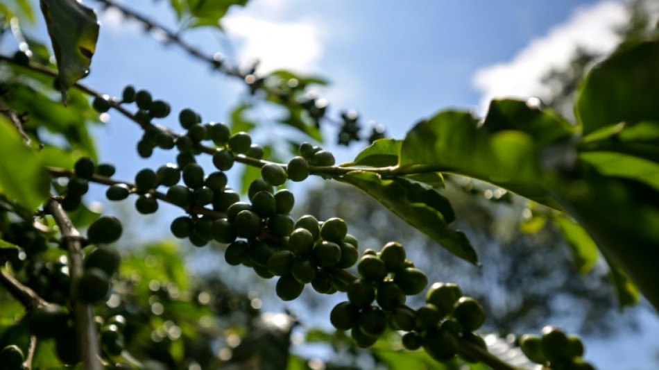 'Seco demais': cafezais sofrem com o clima no Brasil e pre&ccedil;o do gr&atilde;o dispara no mundo