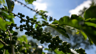 'Seco demais': cafezais sofrem com o clima no Brasil e pre&ccedil;o do gr&atilde;o dispara no mundo