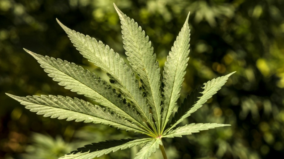Ermittler entdecken in Nordrhein-Westfalen Cannabisplantage auf Betriebsgel&auml;nde