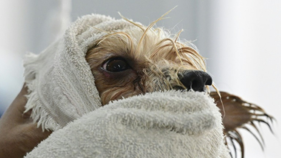 Em um Brasil com cada vez menos crian&ccedil;as, animais de estima&ccedil;&atilde;o recebem os mimos