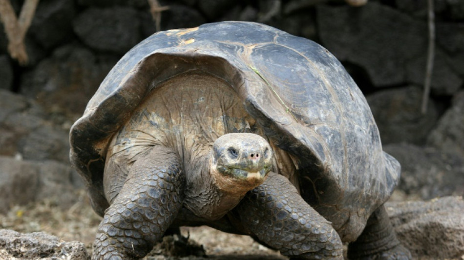 De nombreuses esp&egrave;ces &agrave; sang froid ne vieillissent quasiment pas