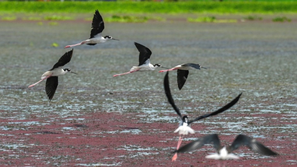 Col&ocirc;mbia foi o pa&iacute;s mais perigoso para ambientalistas em 2024