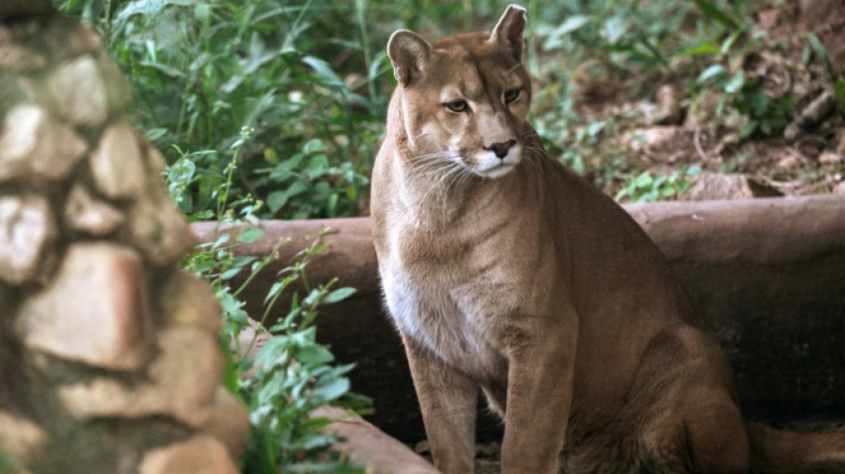 Un santuario en Sao Paulo rescata pumas acechados por la urbanización