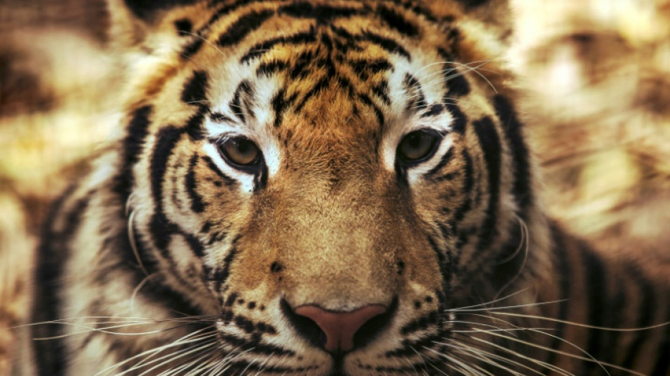 WWF fordert besseren Schutz für Tiger