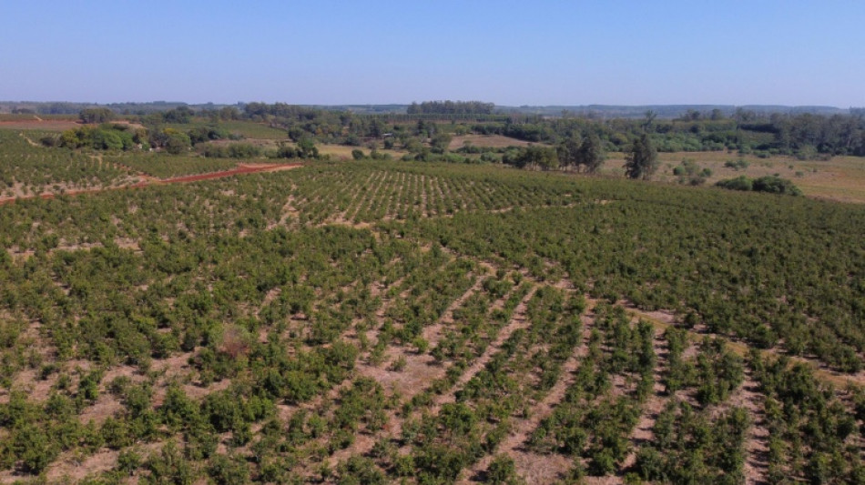 Por sequía, Argentina pierde media cosecha de soja en su principal zona productora
