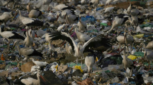 Las cig&uuml;e&ntilde;as, aves migratorias que se sedentarizan en Espa&ntilde;a