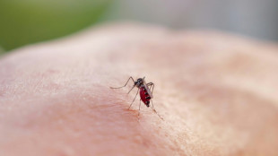 Dengue et chikungunya: autour de 2.000 cas importés  depuis début 2025 en France métropolitaine