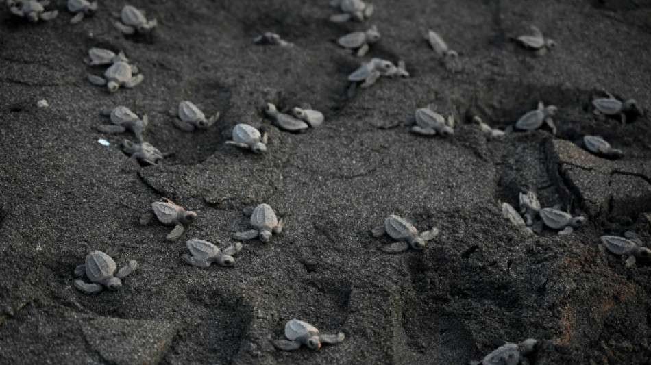 Un estudio revela que m&aacute;s de 50 animales "mudos" comunican vocalmente