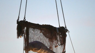 Ailing Beluga whale dies in French rescue bid