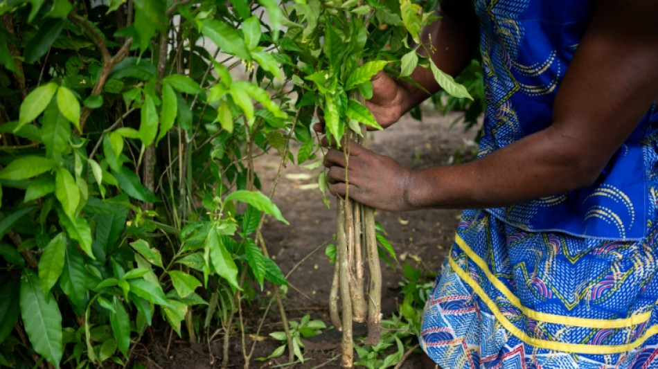 L'iboga, plante sacr&eacute;e au Gabon et rem&egrave;de ancestral convoit&eacute;