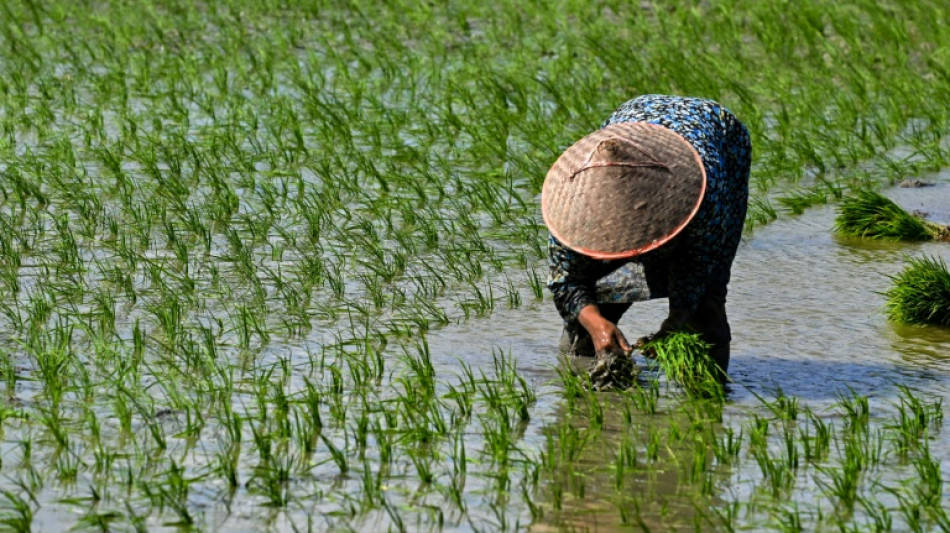 Reispreise wegen indischer Handelsbeschränkungen auf Rekordhoch