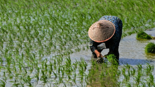Reispreise wegen indischer Handelsbeschränkungen auf Rekordhoch