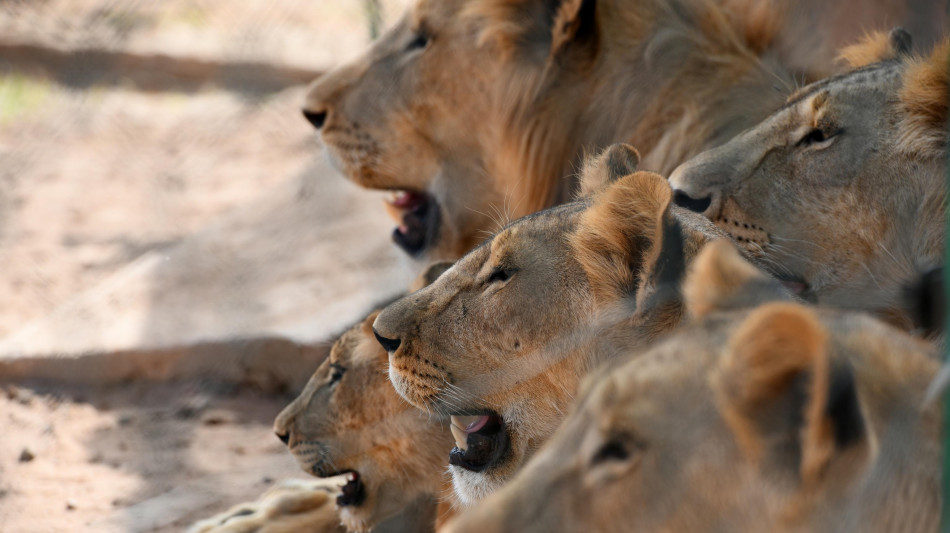 Siccit&agrave; affligge popolazioni leoni del deserto in Namibia