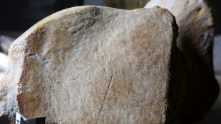 Les hommes de N&eacute;andertal pratiquaient la chasse &agrave; l'&eacute;l&eacute;phant