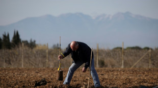 Face à la sécheresse, la tentation de la pistache dans les Pyrénées-Orientales
