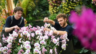 Descubren en un jard&iacute;n de Londres una nueva especie de nen&uacute;far gigante boliviano