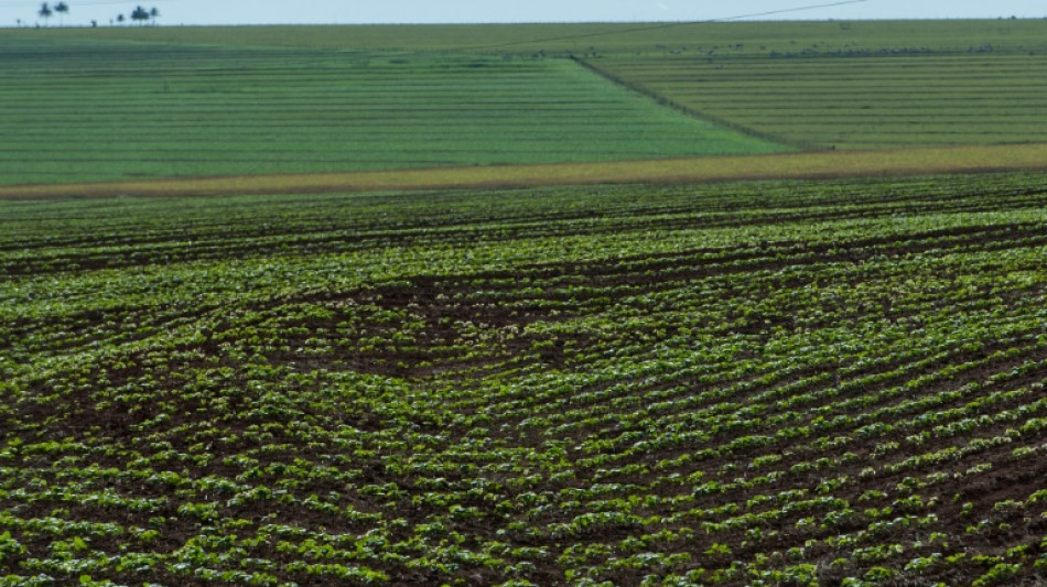 La perte de biodiversit&eacute; "menace la stabilit&eacute; financi&egrave;re"
