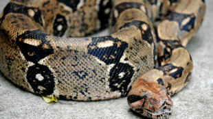 Ausgeb&uuml;xte K&ouml;nigsboa sorgt in Hessen f&uuml;r Gro&szlig;einsatz von Feuerwehr und Polizei