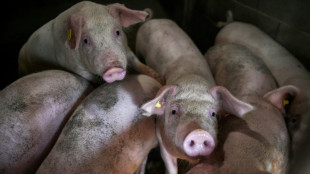 Royaume-Uni: un cas de grippe porcine d&eacute;tect&eacute; chez un humain