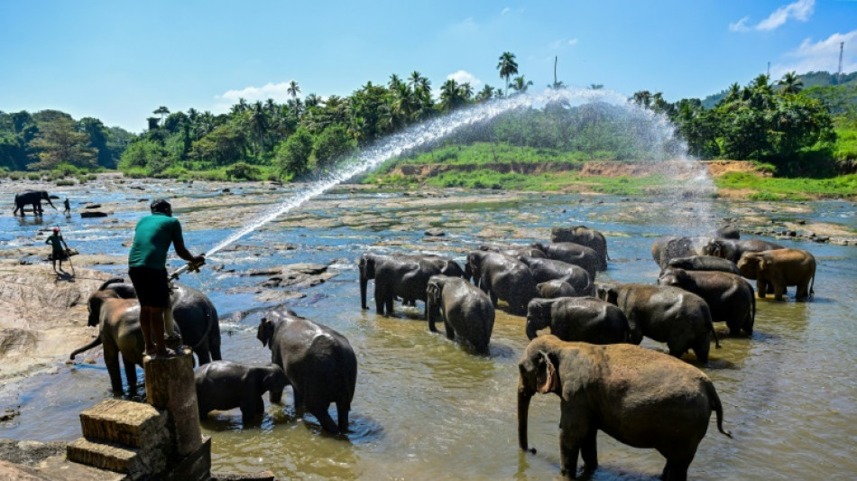 Un fest&iacute;n de frutas para los elefantes del primer orfanato de paquidermos del mundo en Sri Lanka