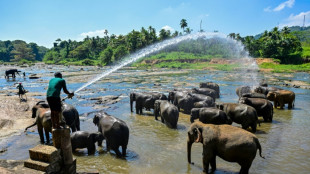 Un fest&iacute;n de frutas para los elefantes del primer orfanato de paquidermos del mundo en Sri Lanka