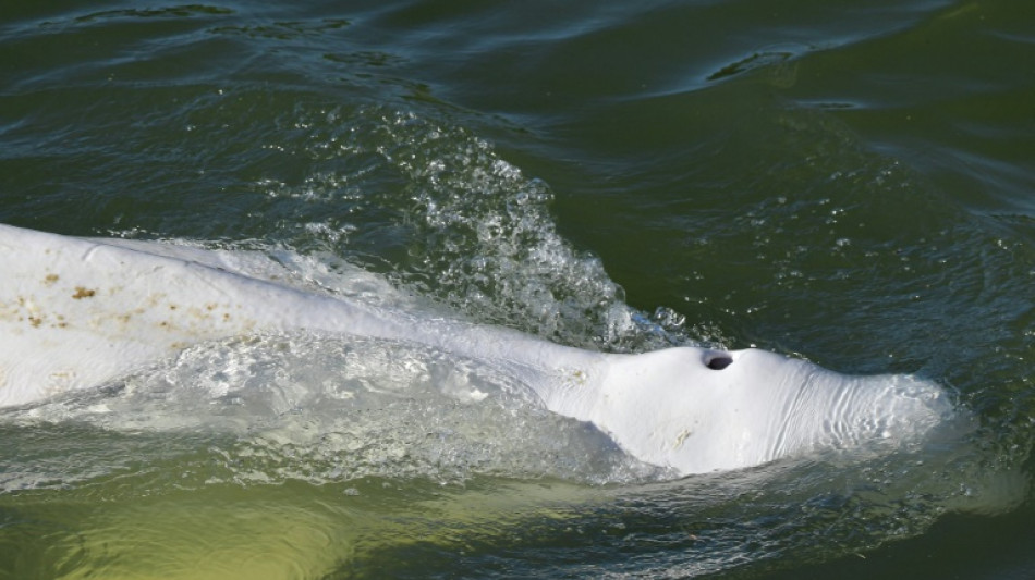 Francia prepara complejo rescate de una beluga extraviada en el Sena