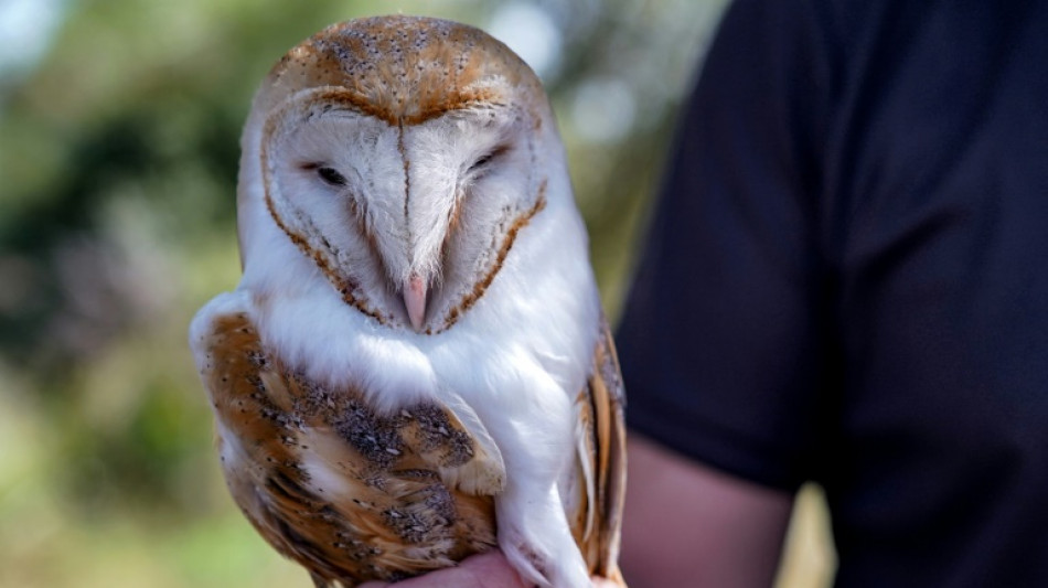Dans le no man's land de Chypre, des chouettes &agrave; la rescousse des agriculteurs