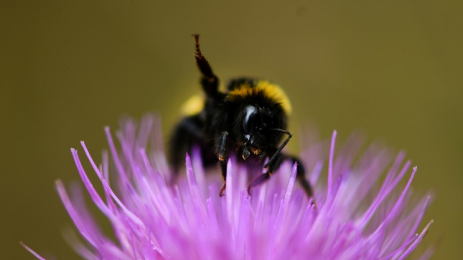 Le changement climatique met les bourdons sous pression, selon une &eacute;tude britannique