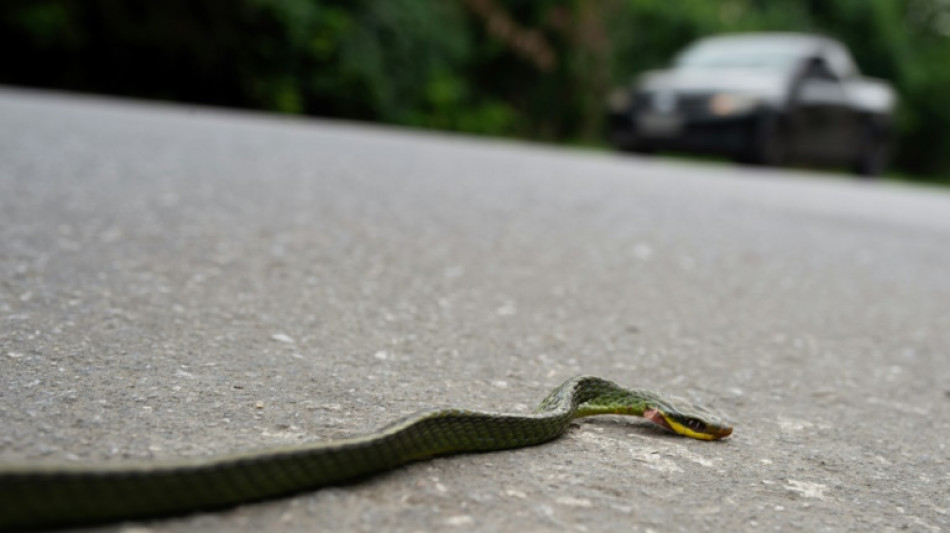 'Aten&ccedil;&atilde;o, anta na via': projeto de aplicativo busca salvar animais nas estradas do pa&iacute;s