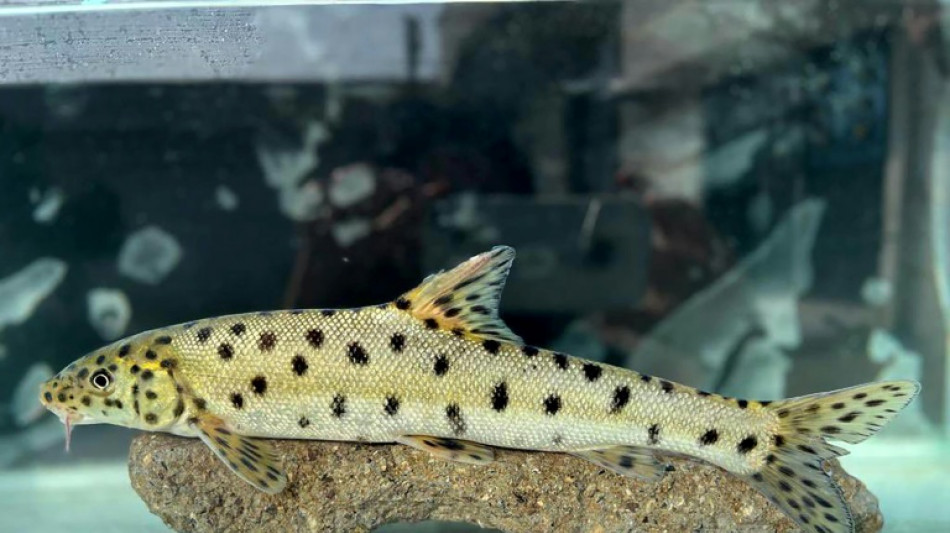 Le barbeau l&eacute;opard, parmi les poissons les plus menac&eacute;s, rep&eacute;r&eacute; en Turquie
