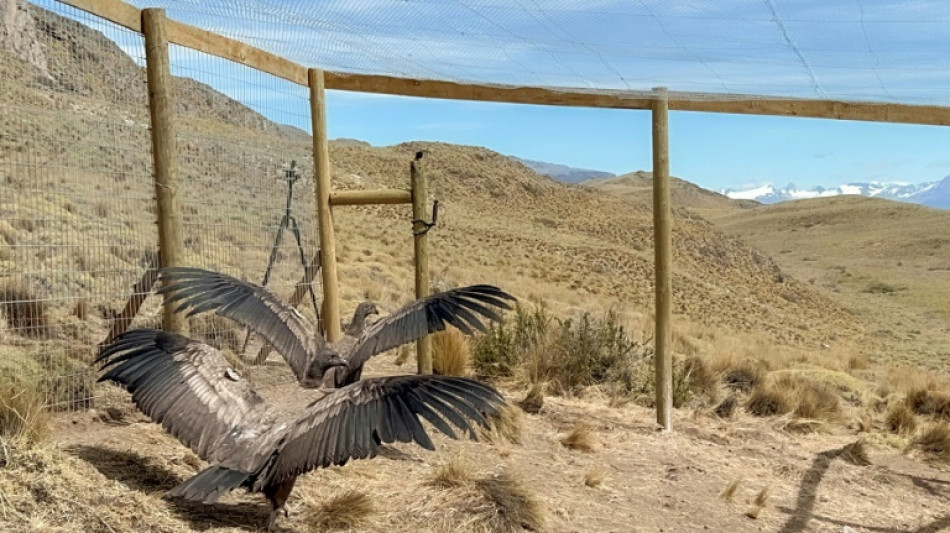 Rescued condors spread wings in Chilean Andes
