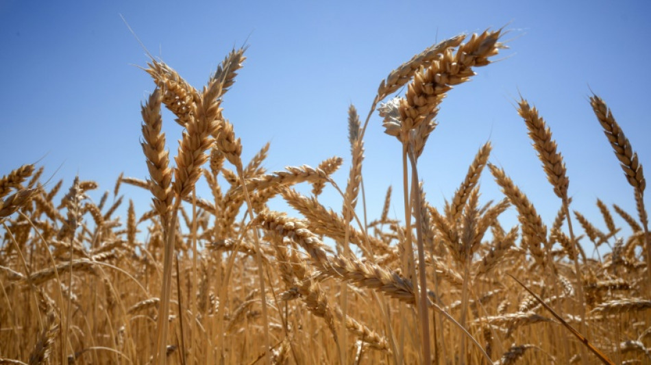 Se dispara el precio del trigo tras la decisión india de suspender sus exportaciones