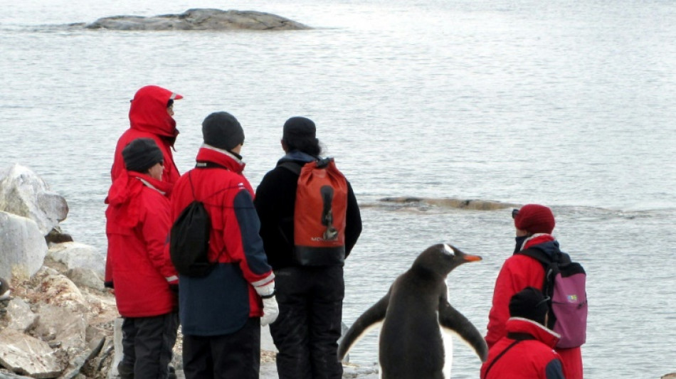 Descubren una nueva colonia de pingüinos emperador en la Antártida gracias a imágenes satelitales