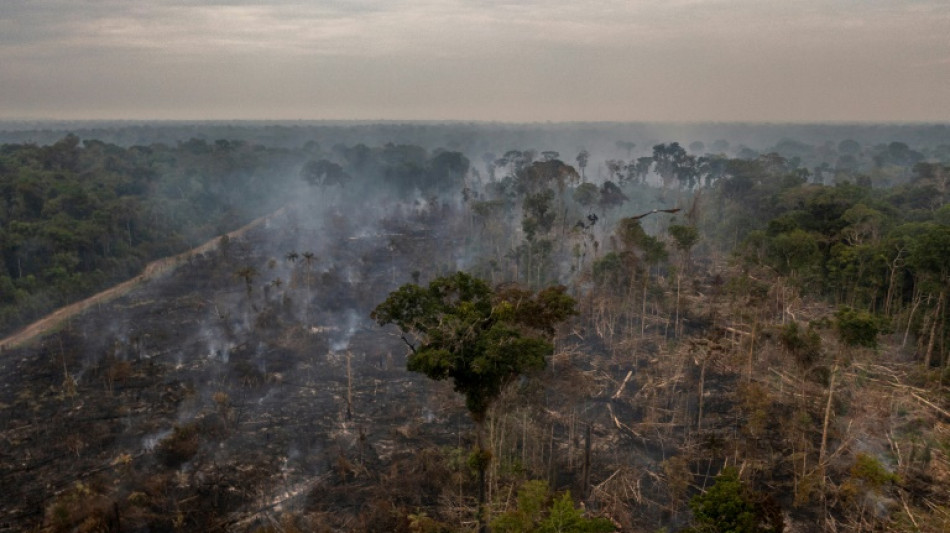 Deforestación en Amazonía brasileña podría ser la peor en quince años, dice ONG