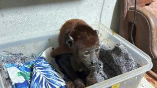 La polic&iacute;a peruana desarticula una organizaci&oacute;n internacional de tr&aacute;fico de fauna de la Amazon&iacute;a