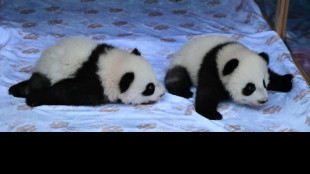 Pandazwillinge in Berliner Zoo hei&szlig;en Leni und Lotti