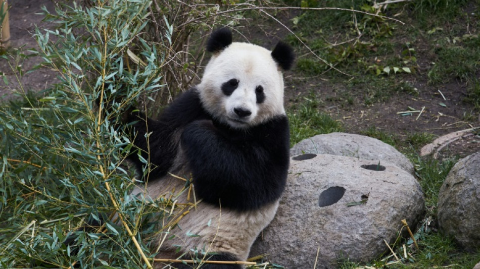 A Copenhague, le zoo se creuse la t&ecirc;te pour faire s'accoupler les pandas