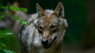 Jagdverband: Wolfsrudelfreie Gebiete dürfen kein Tabu sein