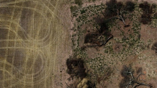 Colonists nibble at Gran Chaco, South America's other big forest