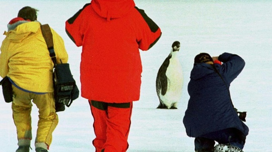 La poblaci&oacute;n de ping&uuml;inos emperador est&aacute; disminuyendo m&aacute;s r&aacute;pido de lo esperado
