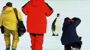 La poblaci&oacute;n de ping&uuml;inos emperador est&aacute; disminuyendo m&aacute;s r&aacute;pido de lo esperado
